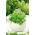 Home Garden - salad ngô - để trồng trong nhà và ban công - Valerianella locusta - hạt