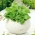 Home Garden - salad jagung - penanaman dalaman dan balkoni - Valerianella locusta - benih