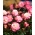 Buskros - hvid-pink - potteplante - 