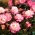 Semak mawar - putih-merah muda - bibit pot - 