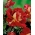 Storblomstret rose cremet-hvid-rød - potteplante - 