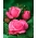 Rosa de flor grande - rosa - mudas em vasos - 