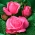 大花玫瑰-粉色-盆栽苗 - 