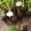 เมล็ดหัวไชเท้าสีดำ Murzynka - Raphanus sativus - 1000 เมล็ด - 1,000 เมล็ด