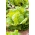Ledena salata "Kraljica ljeta" - rana sorta - sjemenska traka - Lactuca sativa L.  - sjemenke
