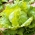Πατζούρι μαρούλι "Βασίλισσα του καλοκαιριού" - πρώιμη ποικιλία - ΣΑΠΟΥΝΙΑ ΤΑΠΕΤΣΑΡΙ - Lactuca sativa L.  - σπόροι
