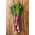 Stebla zelena salata Karola semena - Lactuta sativa - Lactuca sativa var. angustana 