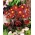 Pasque blomst - røde blomster - frøplanter; pasqueflower, almindelig pasque blomst, europæisk pasqueflower