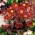 Pasque blomst - røde blomster - frøplanter; pasqueflower, almindelig pasque blomst, europæisk pasqueflower