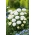 Ilggadīgā mārpuķīte - Pomponette - balts - 690 sēklas - Bellis perennis