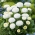 English Daisy seeds - Bellis perennis - 690 seeds