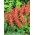 Alegria de jardim - salmão - 84 sementes - Salvia splendens