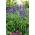 다크 블루 메릭 업 현인, Mealy sage - 160 종자 - Salvia farinacea - 씨앗