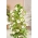 Tiivuline tunbergia - valge - 9 seemned - Thunbergia alata