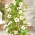 Thunbergia alata - 9 semillas - blanco