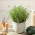 Home Garden - tijm "Sun" - voor binnen- en balkoncultuur - Thymus vulgaris - zaden