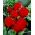 بيجونيا كبيرة مزهرة مزدوجة الأحمر - 2 البصلة - Begonia ×tuberhybrida 