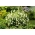 Кольцо колокольчик, Pendulous Bellflower семена - Symphyandra pendula - 1200 семян
