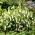 زنجبیل بلبلور، دانه های گل آفتابگردان - Symphyandra pendula - 1200 دانه