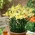 Lilium, Lily Ivory Pixie - květinové cibulky / hlíza / kořen