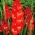 Kardvirág Traderhorn - csomag 5 darab - Gladiolus Traderhorn