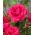 Μεγάλα άνθη τριαντάφυλλο - σκούρο ροζ - γλάστρες δενδρύλλιο - 