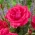 Suurikukkainen ruusu - tumman vaaleanpunainen - ruukkukasvi - 