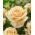 Rosa de flor grande - bege escuro - mudas em vasos - 