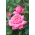 Роза с едри цветя - светло розово - разсад в саксия - 