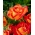 ורד גדול עם פרחים - שתיל עציצים אדום-כתום - 
