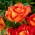 大輪のバラ-オレンジ-赤-鉢植えの苗 - 
