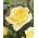 Vrtnica z velikimi cvetovi - kremno-bela sadika v loncu - 