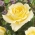 Veľkokvetá ruža - krémovo-biela - kvetináče v kvetináči - 