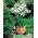 Agapanthus, Lily of the Nile White - bulb / tuber / rădăcină