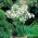 Skjermlilje - hvit - Agapanthus