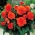 Begonia Fimbriata - naranja - paquete de 2 piezas