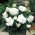 Begonia ×tuberhybrida  - wit - pakket van 2 stuks