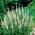 Veronica, Speedwell White - bulb / tuber / rădăcină - Veronica spicata