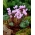 Cyclamen hederifolium (neapolitanum), Efeublättriges Alpenveilchen, Herbst-Alpenveilchen, Neapolitanisches Alpenveilchen, Neapolitaner Erdscheibe