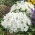 Karpatisk bellflower - vit sort, Tussock Bellflower, Karpathian Harebell - 3000 frön - Campanula carpatica