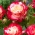 Veľkokvetá ruža - ružovo-biela - sadenice v kvetináči - 