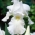 Mėlynžiedis vilkdalgis - baltas - Iris germanica