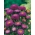 Aster roxo florido de pompom - 500 sementes - Callistephis chinensis