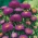 ดอกแอสเตอร์พู่กันสีม่วง - 500 เมล็ด - Callistephis chinensis