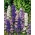 Larkspur "Pacific Giant" - variety mix - 198 seeds