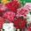 レインボーピンク【ダブルバラエティーミックス】チャイナピンク -  495種子 - Dianthus chinensis - シーズ