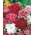 قوس قزح الوردي - مزيج متنوعة مزدوجة. الصين الوردي - 495 البذور - Dianthus chinensis - ابذرة