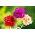 Гвоздика "Гренадін" - сортова суміш; гвоздики рожеві - 248 насіння - Dianthus caryophyllus