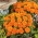 Fransız kadife çiçeği "Mandalina" - düşük büyüyen çeşitlilik, turuncu çiçek - 315 tohum - Tagetes patula nana  - tohumlar