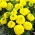 Mexický nechtík "Mary Helen" s citrónovými kvetmi - 270 semien - Tagetes erecta  - semená